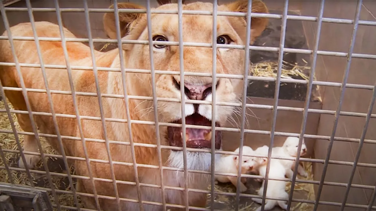 Documentaire Zoos et parcs animaliers, pourquoi ils attirent toujours plus de monde