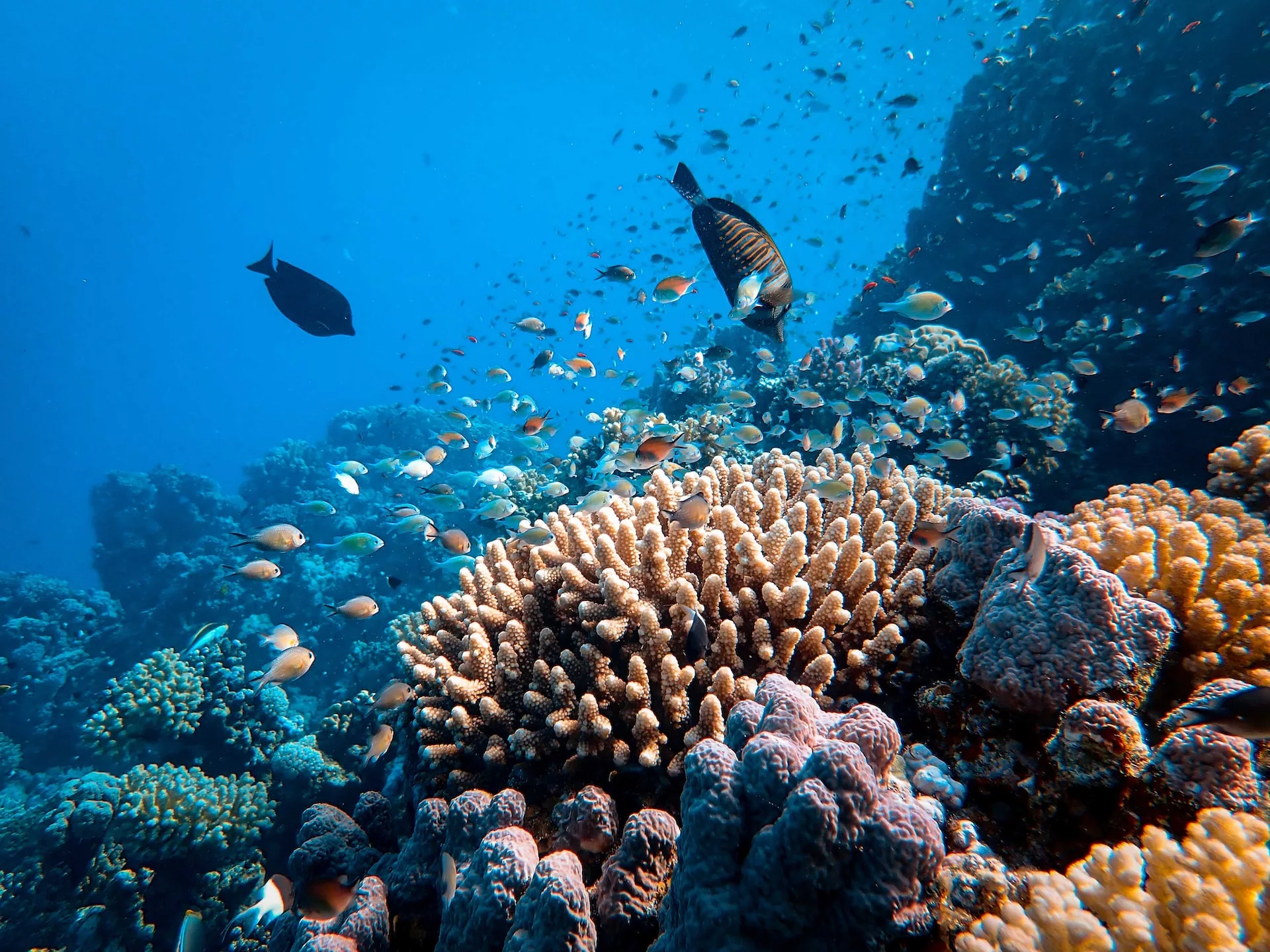 La reproduction des coraux, phénomène spectaculaire
