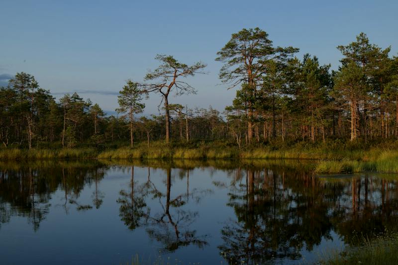 Documentaire Un regard sur le magnifique écosystème des Everglades