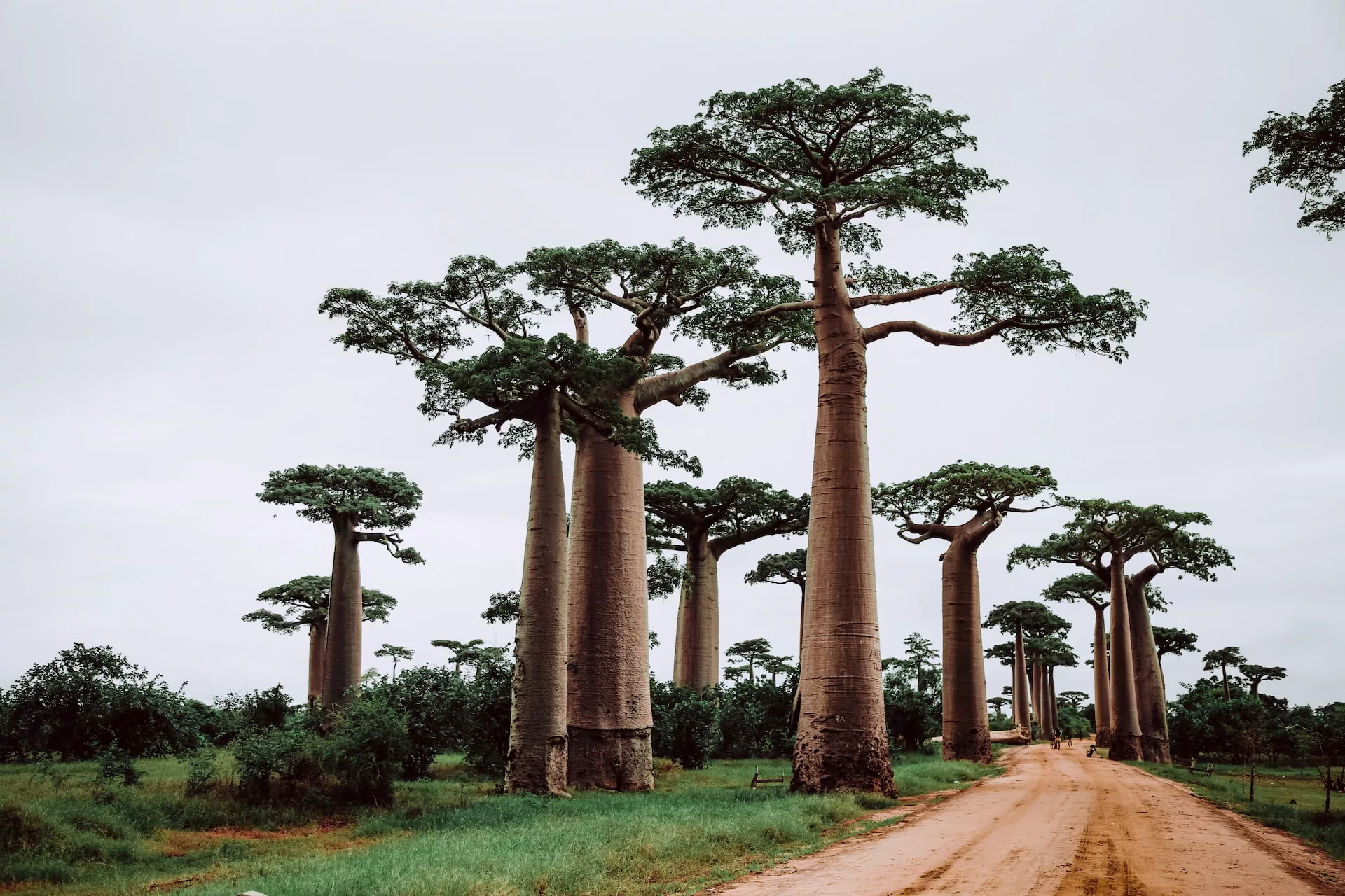 Le baobab, titan de la nature