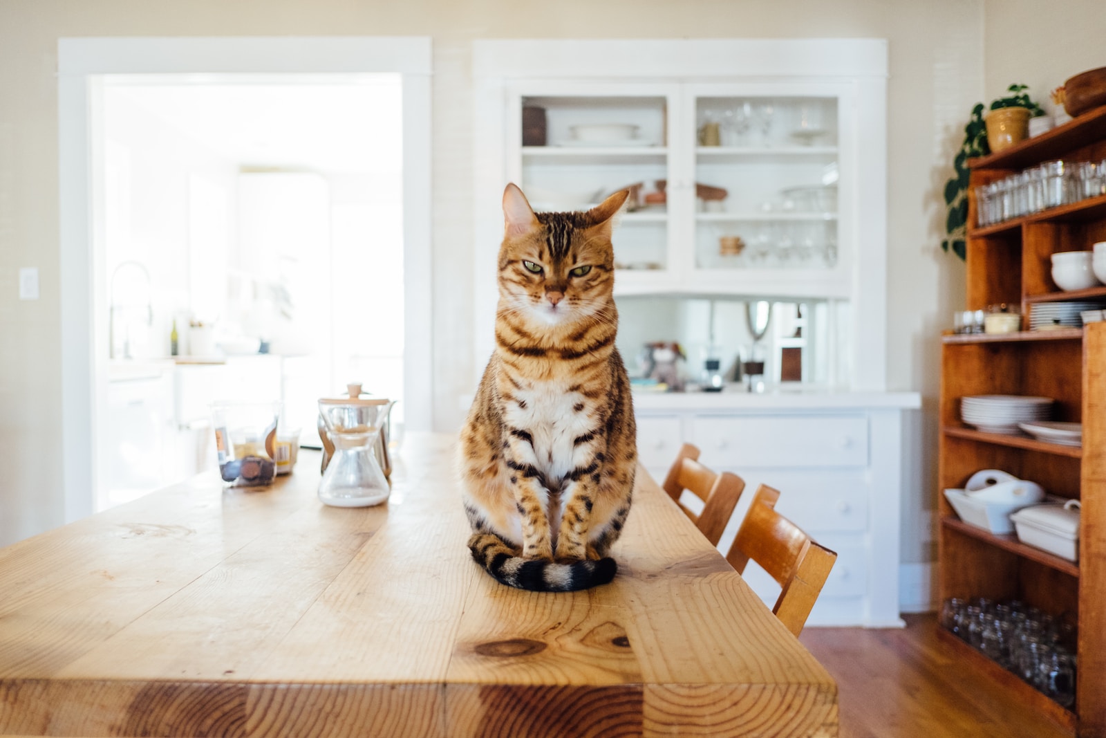 Documentaire La communication féline : comprendre le langage corporel et vocal de votre chat