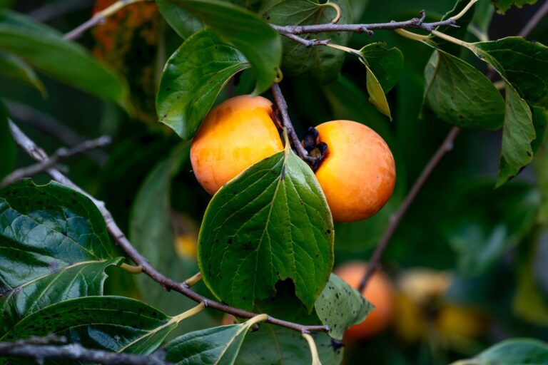 Article | Le kaki : un trésor fruitier méconnu