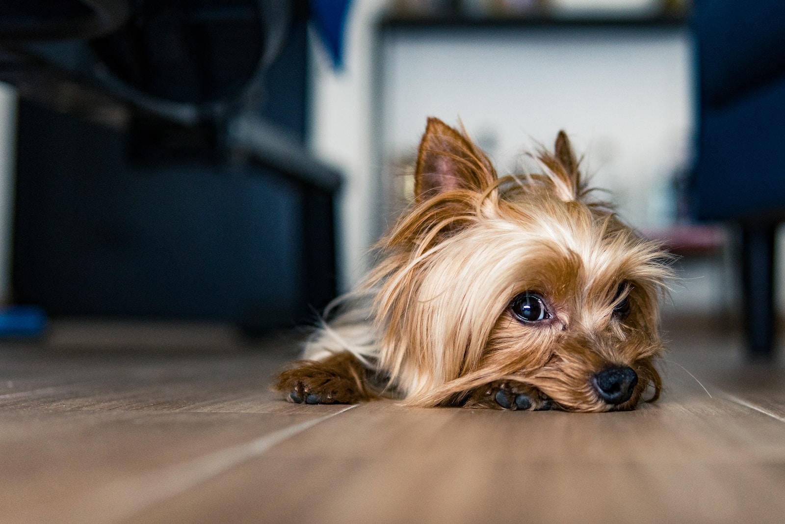 Le Yorkshire : un chien au charme incomparable