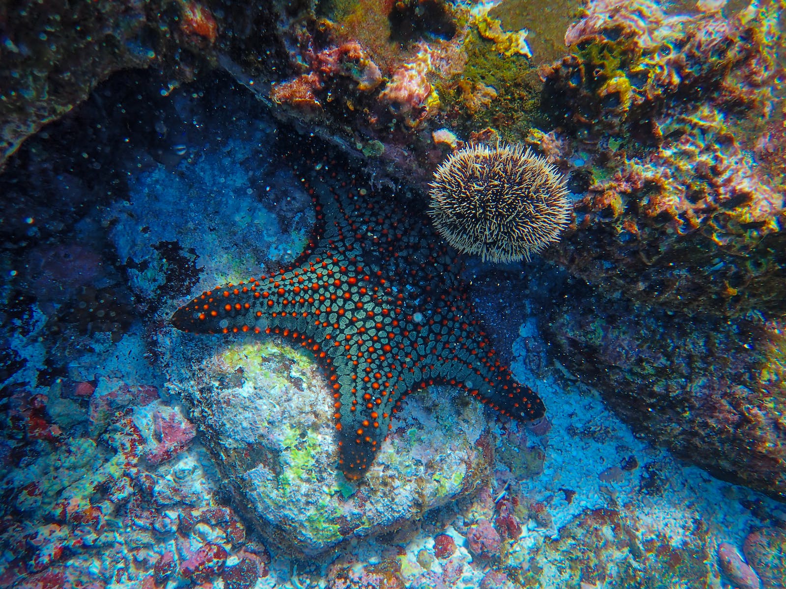 Les étoiles de mer: des joyaux des océans