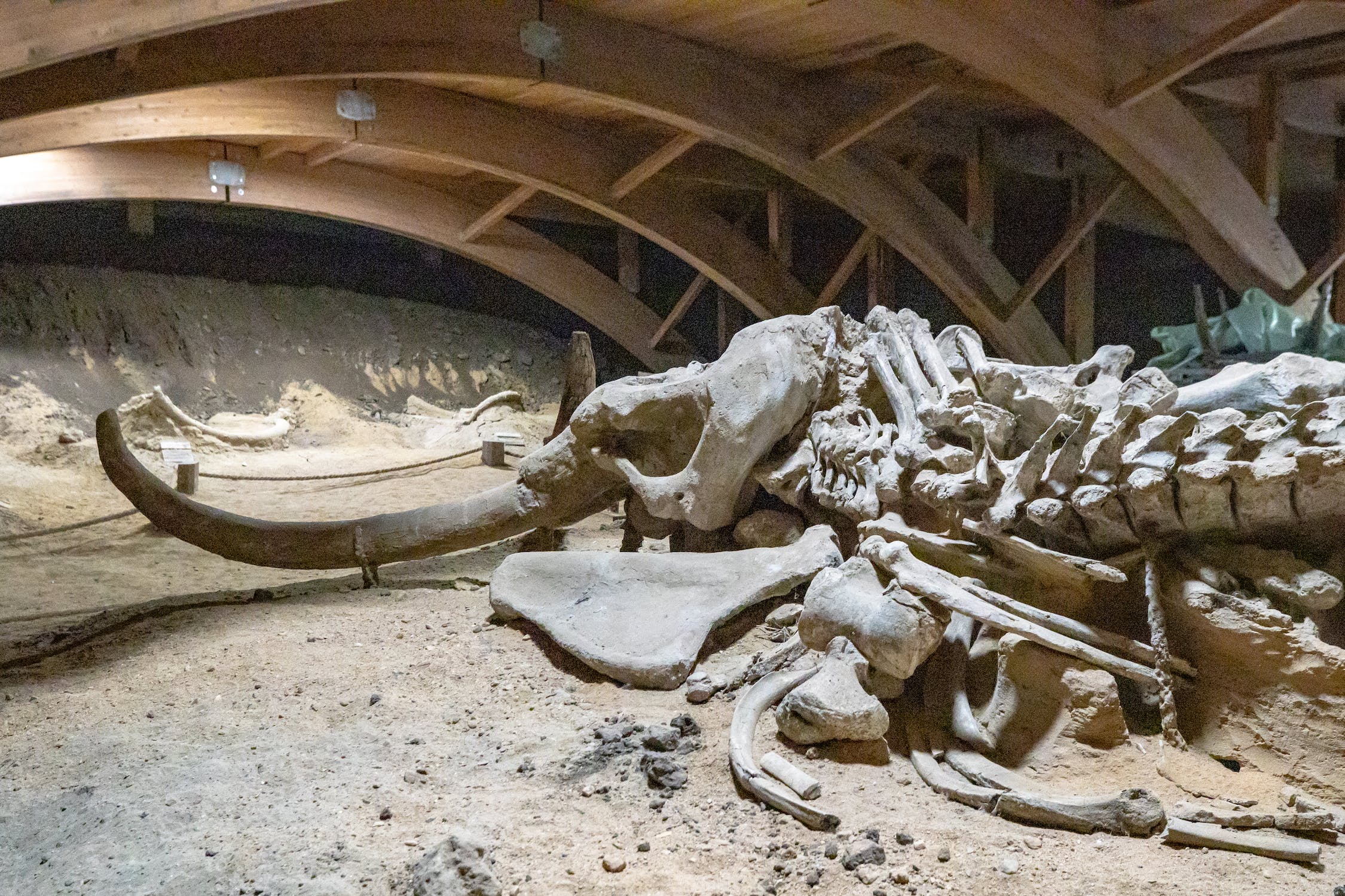Le mammouth, un géant préhistorique