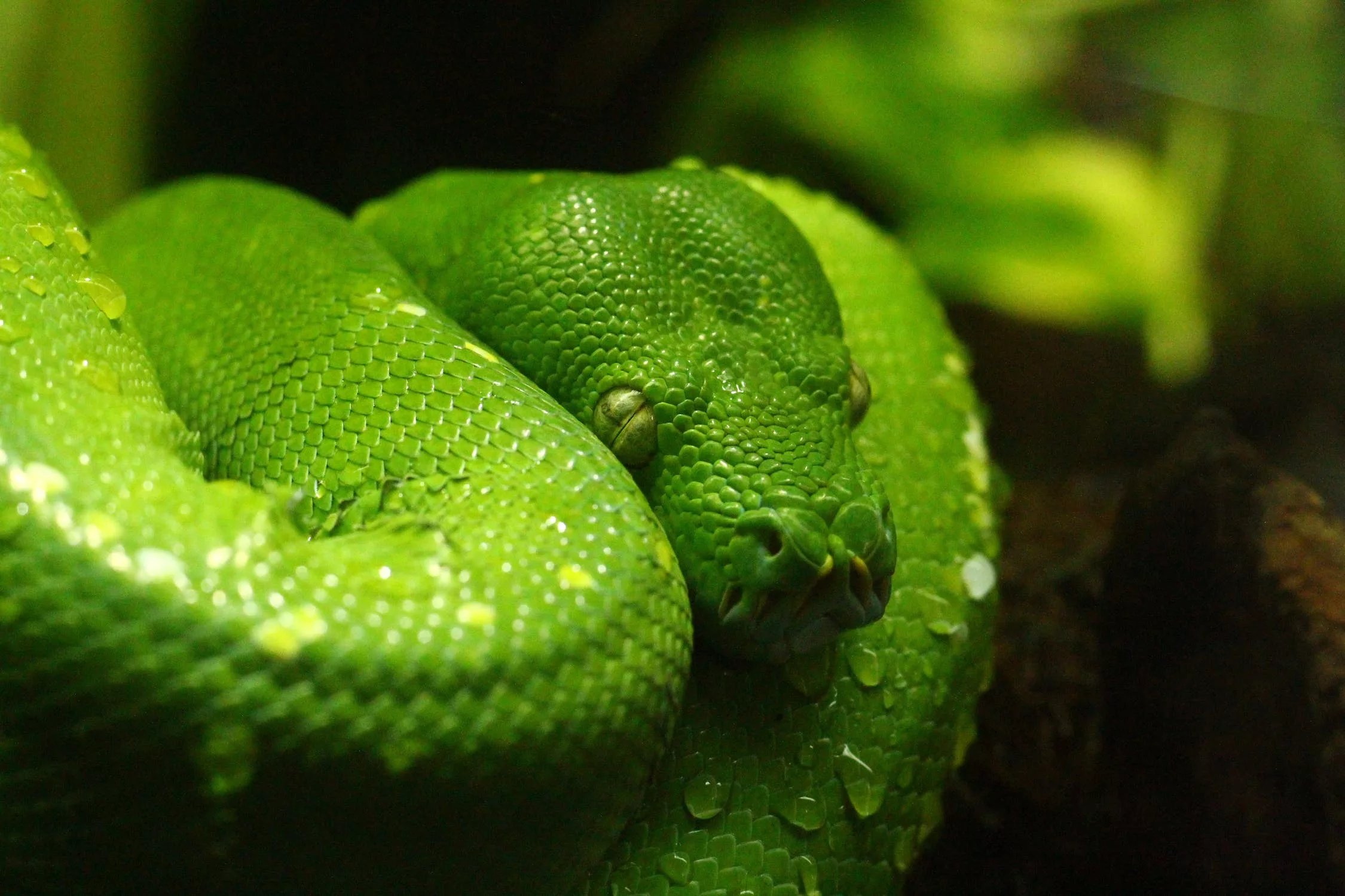 En immersion avec le python vert
