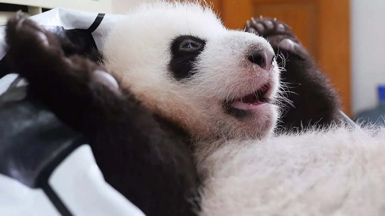 Documentaire Apprendre à faire caca à un bébé panda