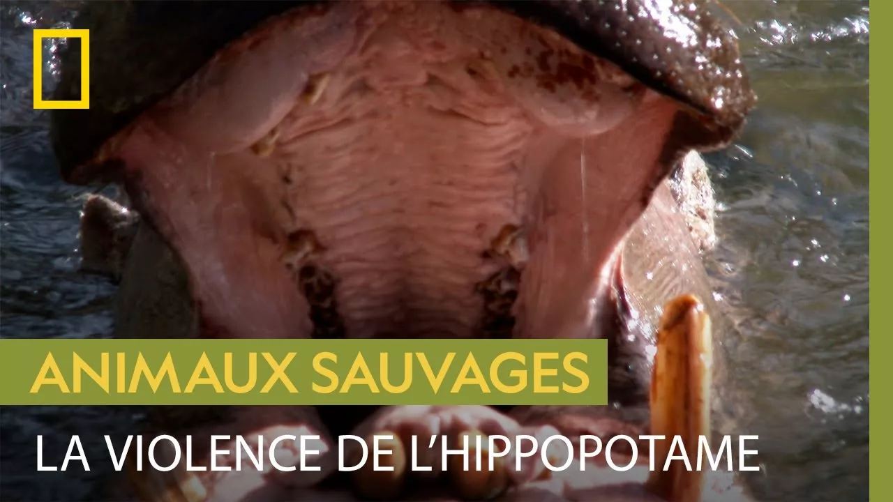 Documentaire Attaques d’hippopotame : pourquoi cet herbivore est-il si agressif ?