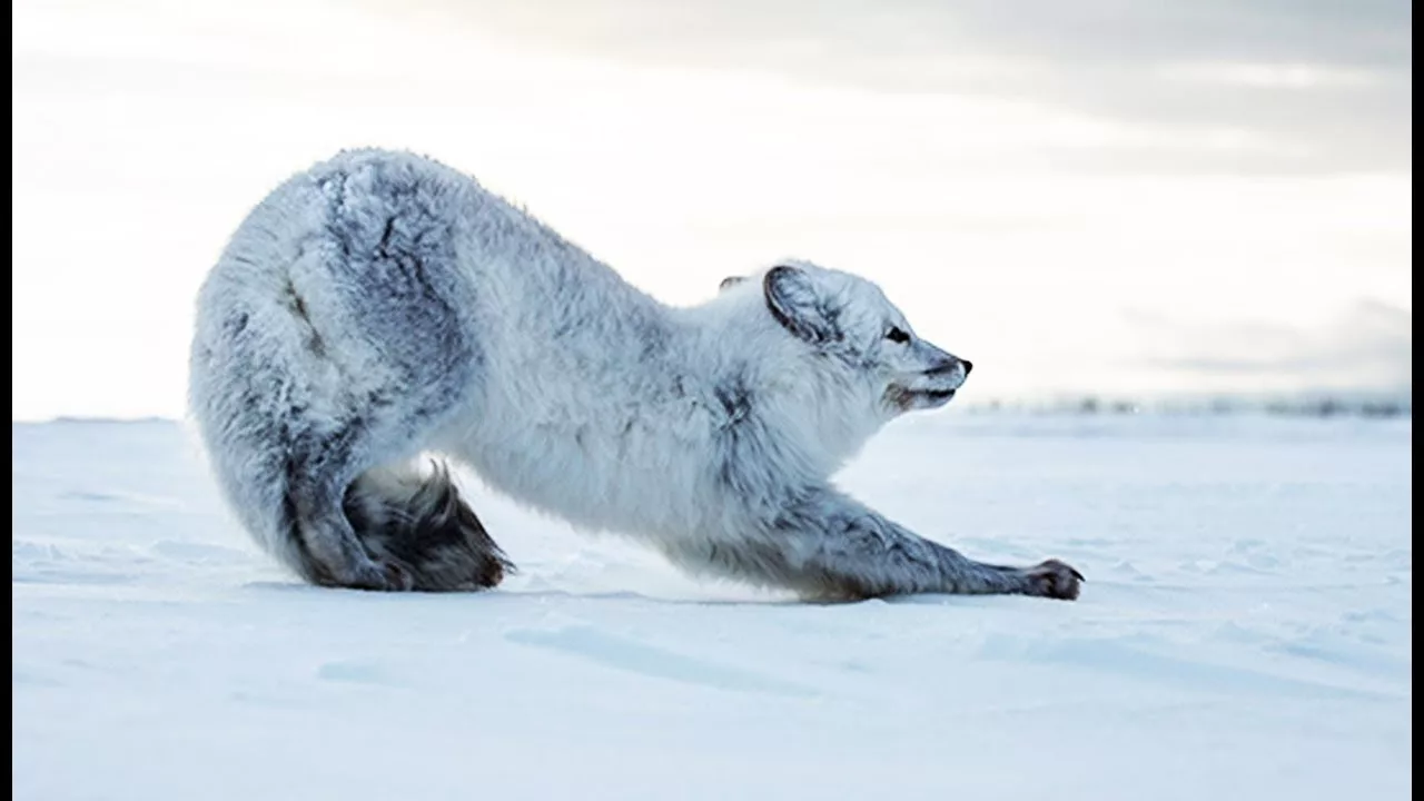 Documentaire Ce petit renard polaire doit survivre tout seul