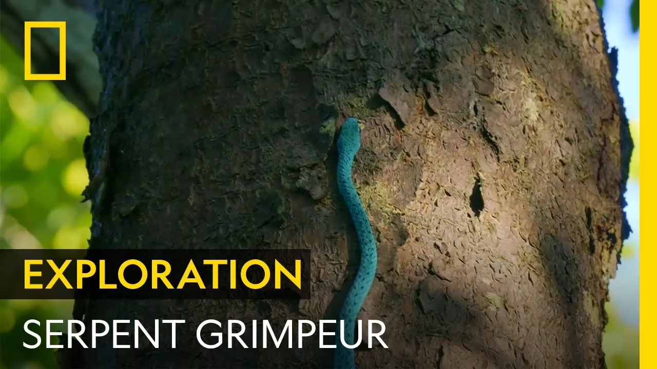 Documentaire Ce serpent bleu turquoise a évolué pour grimper aux arbres