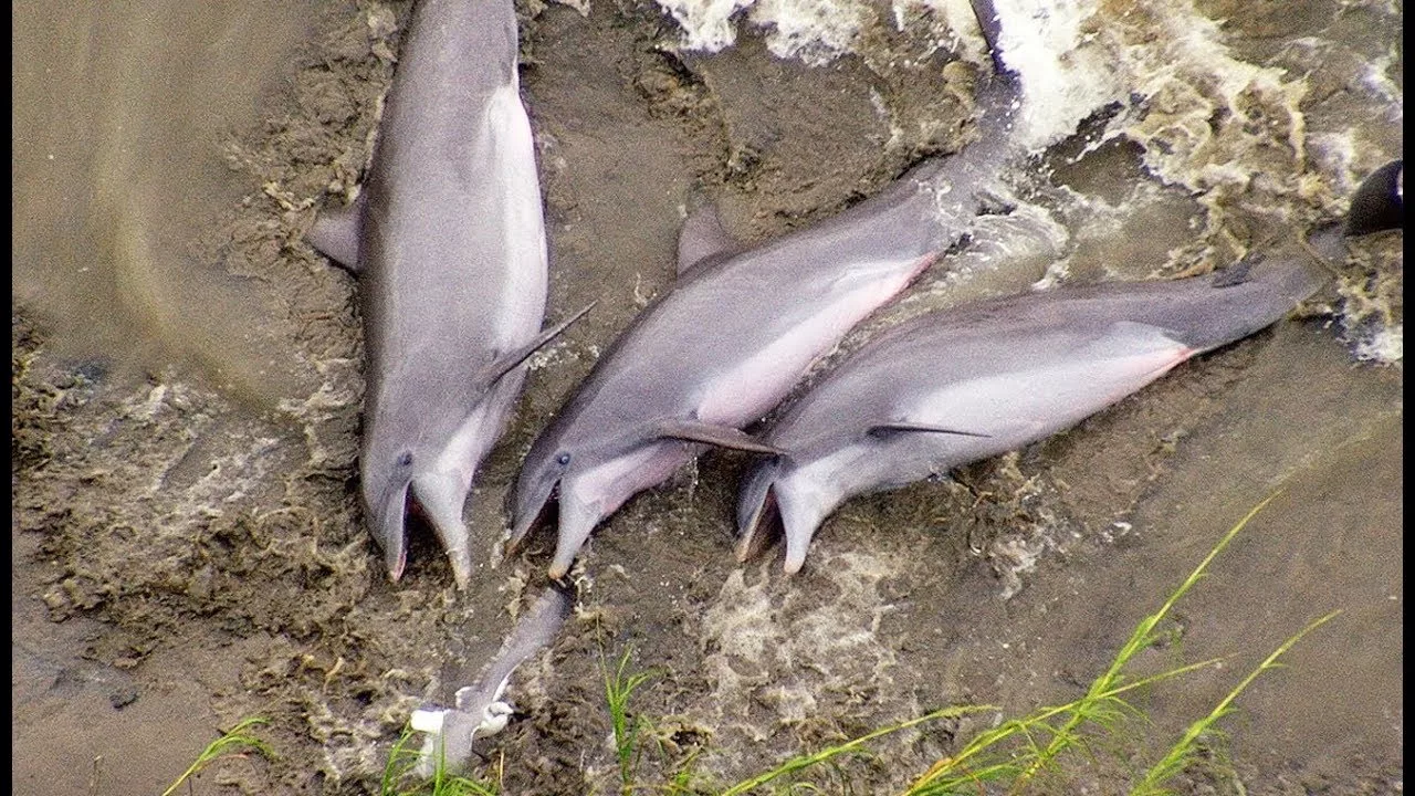 Documentaire Ces dauphins se sont échoués volontairement