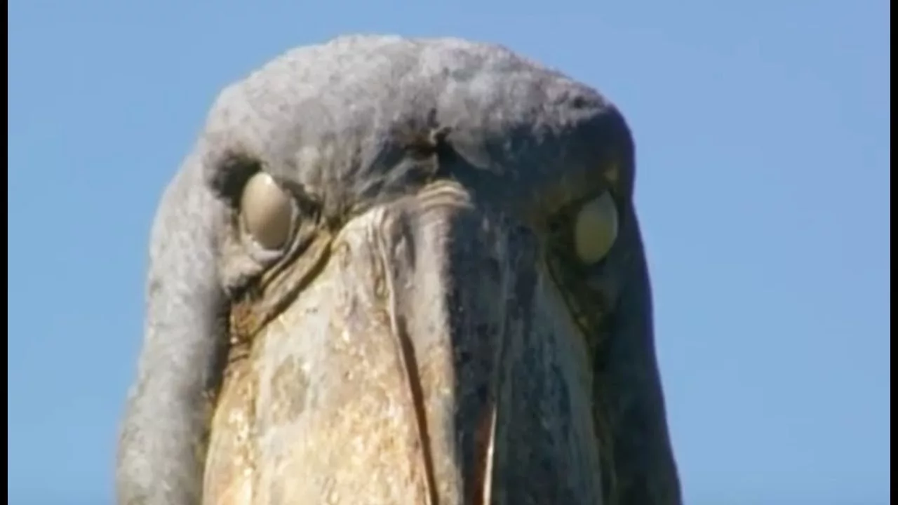 Documentaire Cet oiseau géant révèle son côté obscur