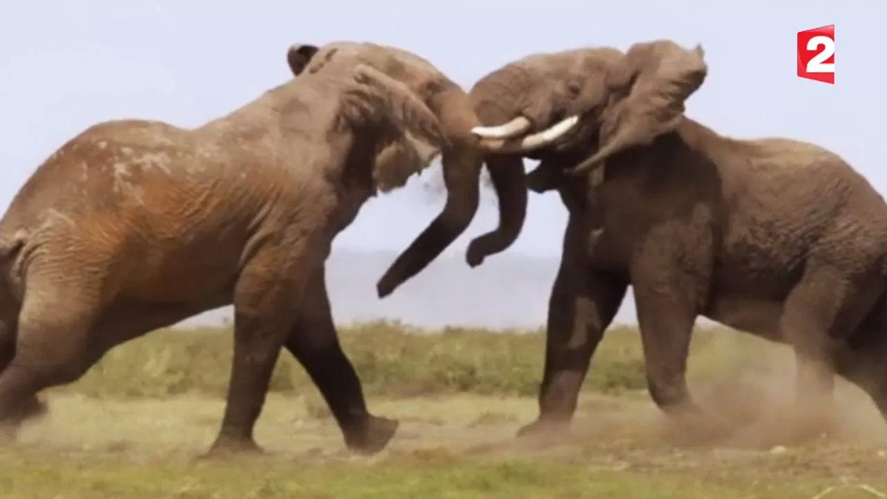 Documentaire Combat d’éléphants impressionnant