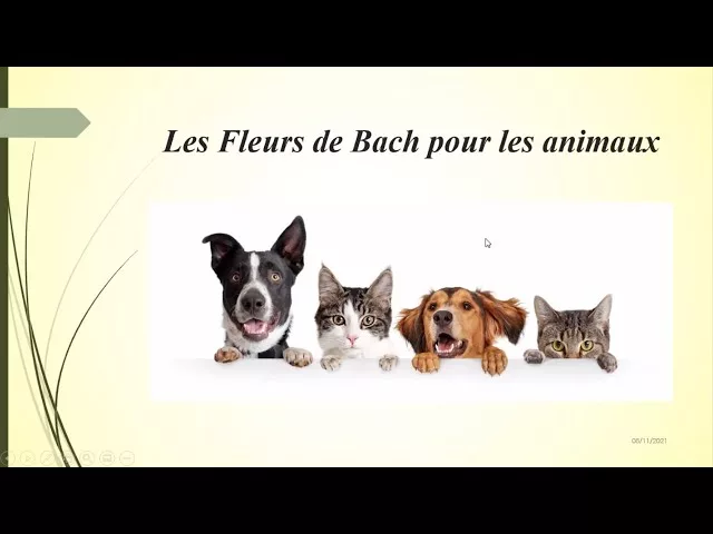 Documentaire Les Fleurs de Bach pour nos animaux