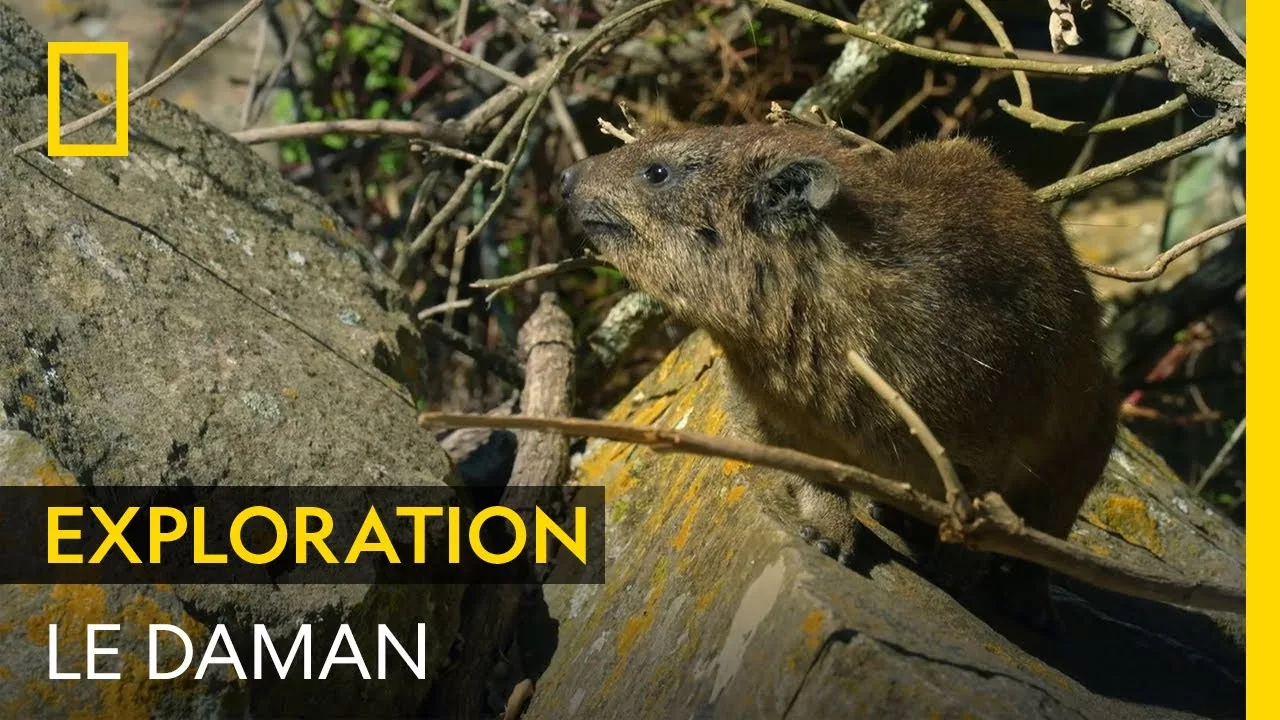 Documentaire Connaissez-vous le daman, petit mammifère des zones rocailleuses ?