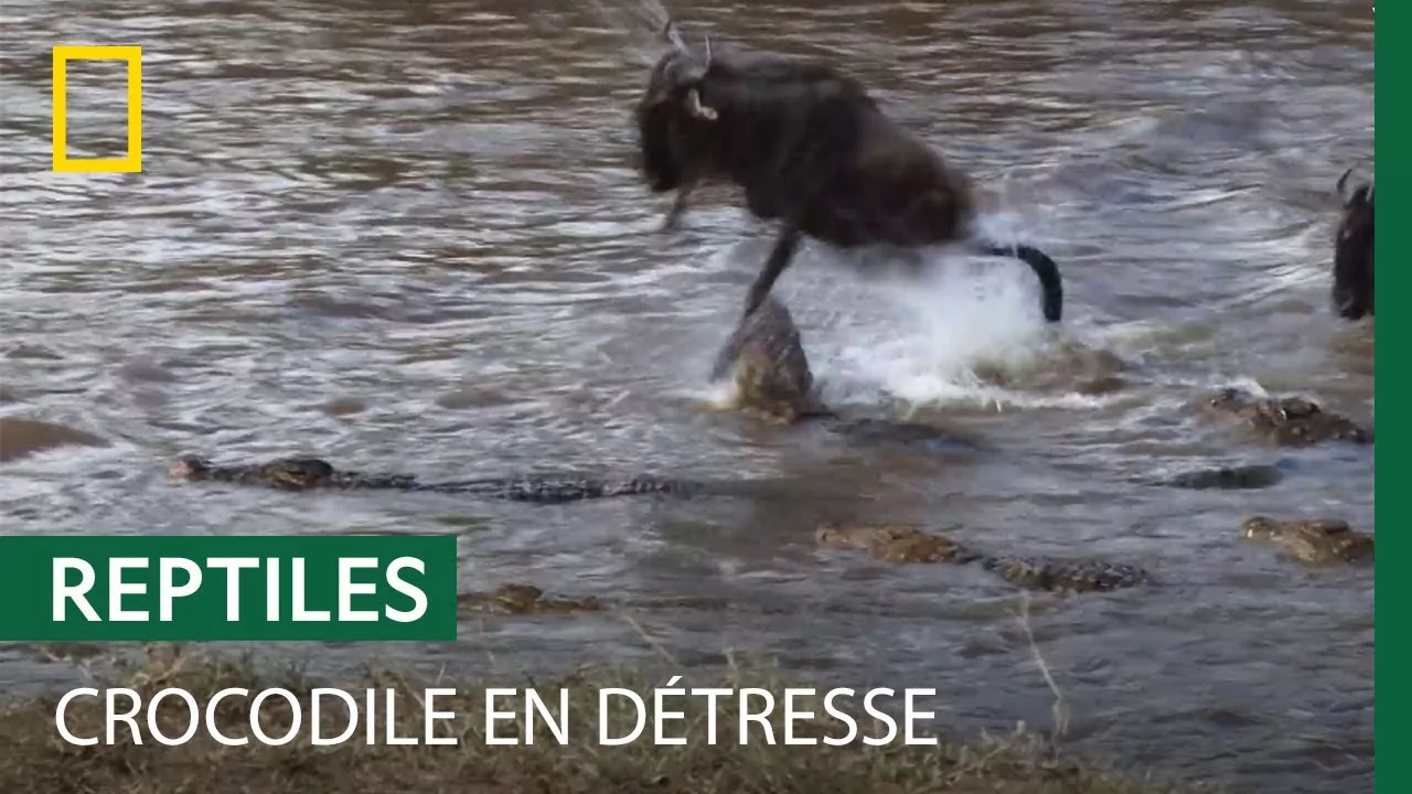 Documentaire Des crocodiles se font piétiner par les gnous qu’ils tentent de chasser