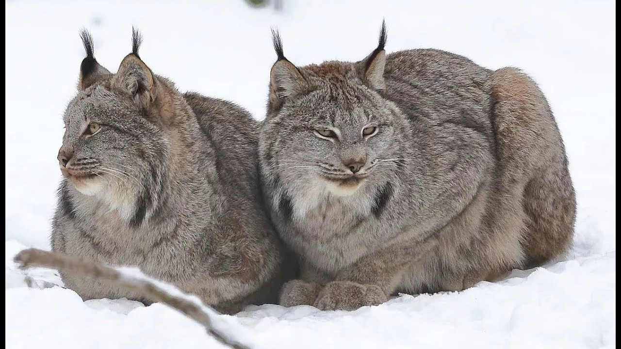 Documentaire Félins : le mystérieux lynx du Canada