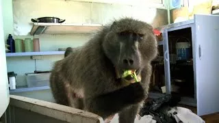 Documentaire Gang de babouins