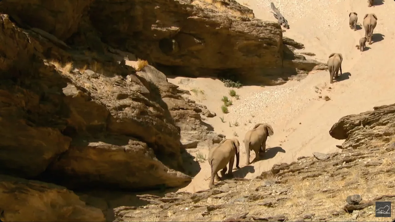 Documentaire Hoanib – Les secrets des éléphants du désert