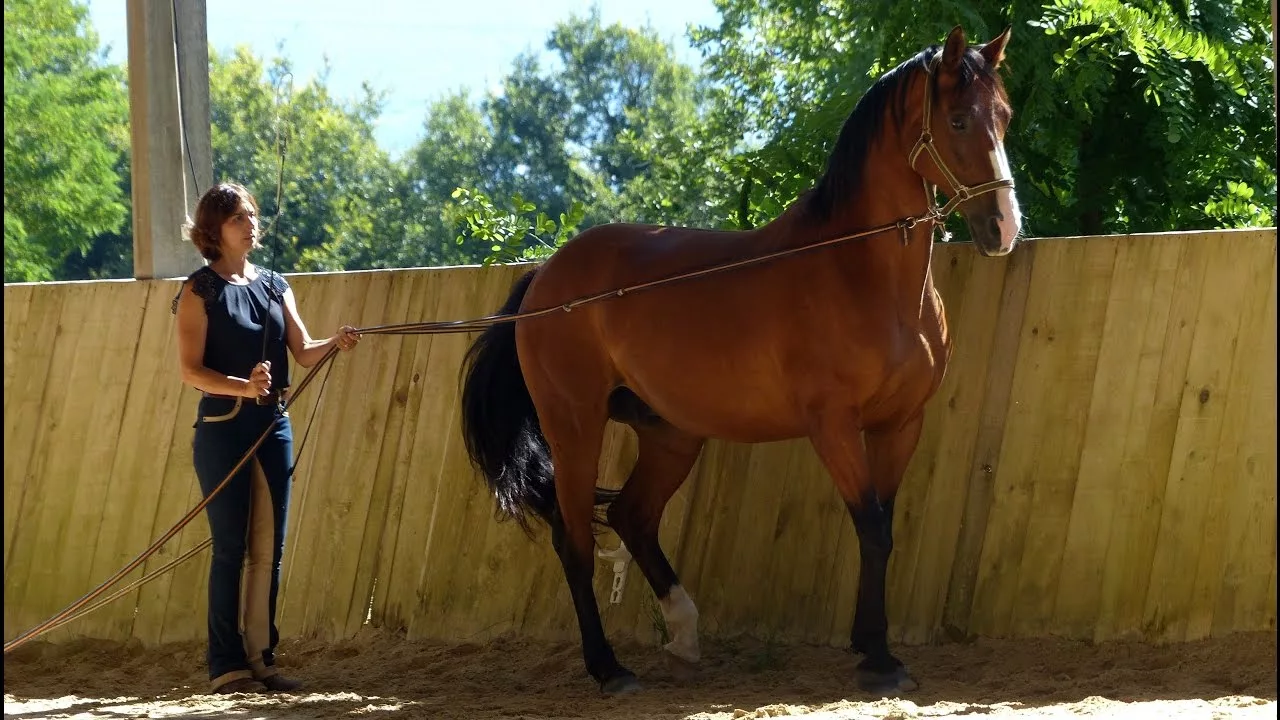 Documentaire Humains et chevaux : vers un nouveau paradigme