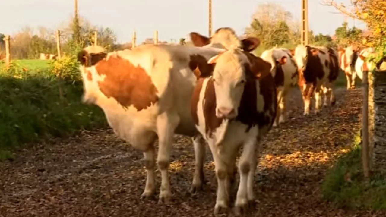Documentaire Il force la nature pour produire plus de lait
