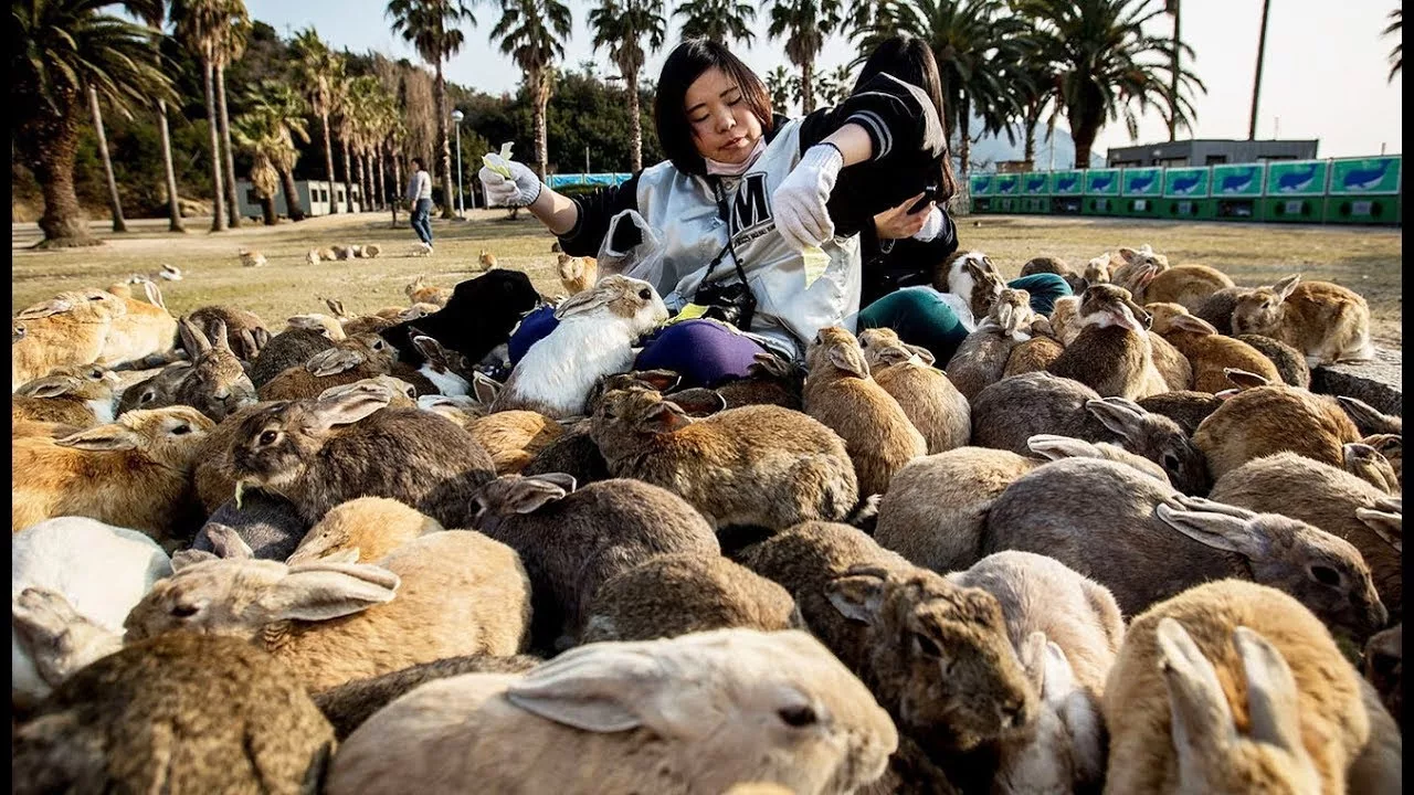 Documentaire Japon : l’île aux lapins