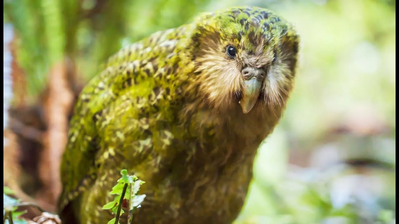 Documentaire Kakapo : le perroquet-hibou improbable