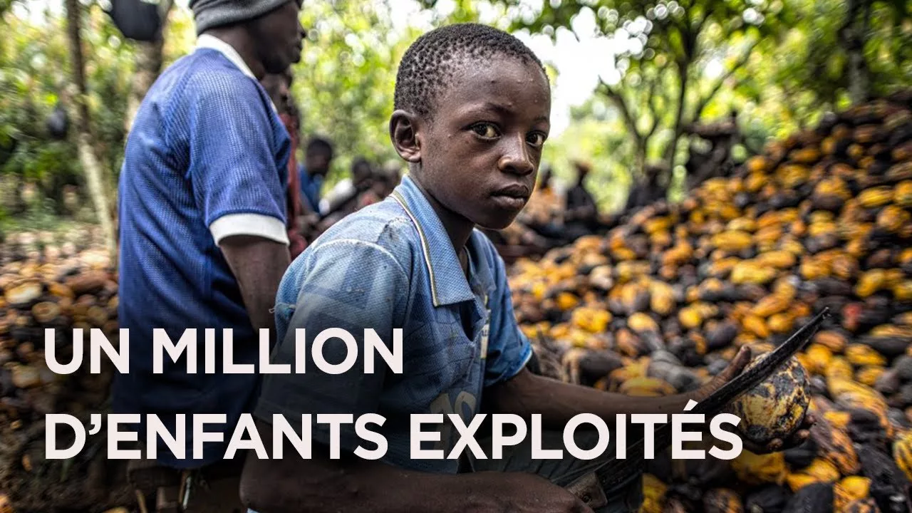 Documentaire La face cachée du cacao – Travail des enfants et déforestation en Côte d’Ivoire