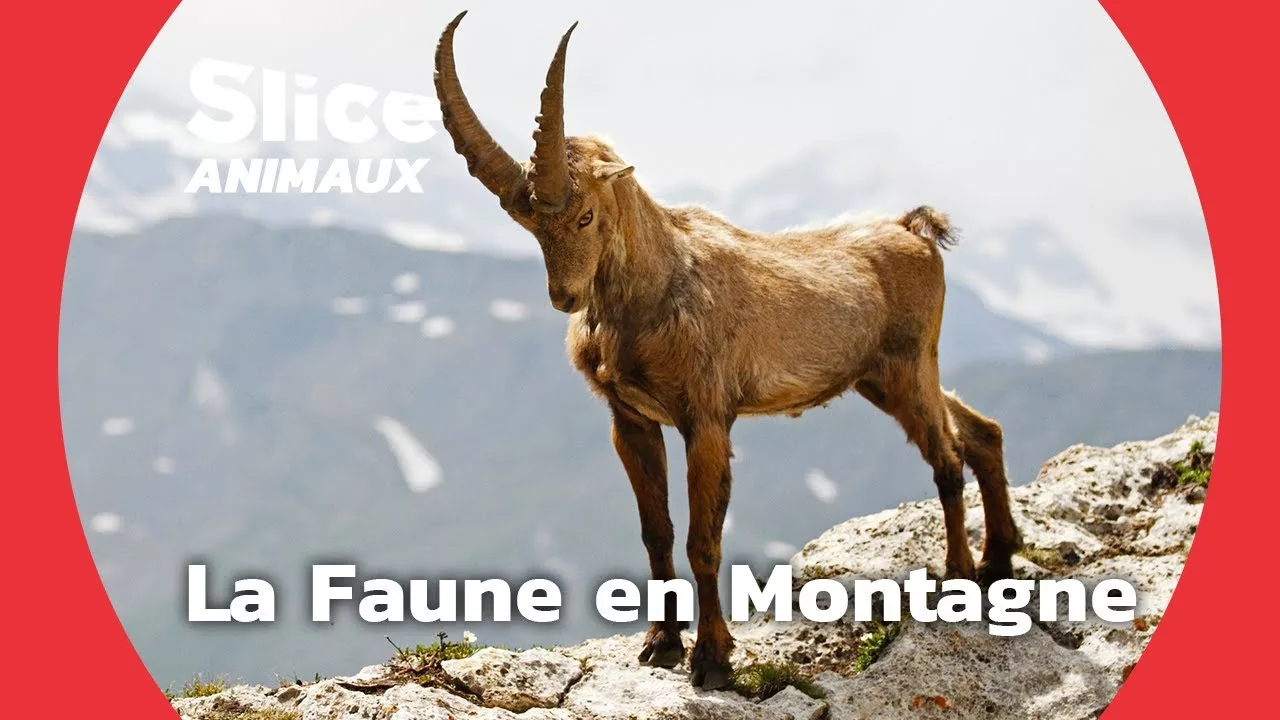 Documentaire La formidable faune des montagnes