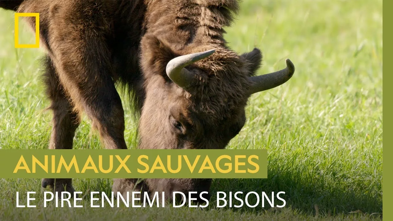 Documentaire La bataille des bisons contre les insectes
