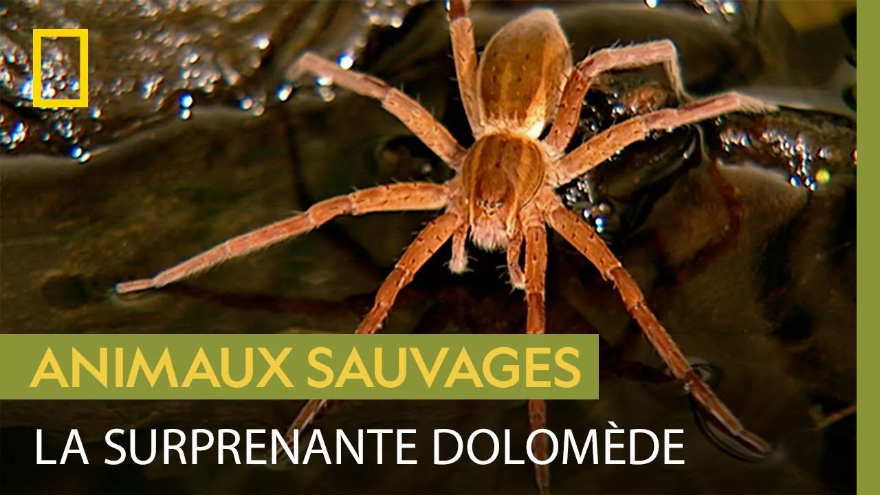 Documentaire La dolomède, une araignée spécialiste de la pêche