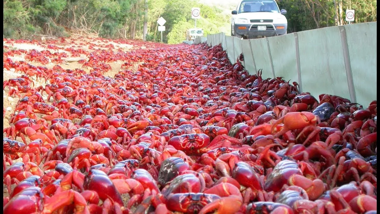 Documentaire La fantastique migration des crabes rouges