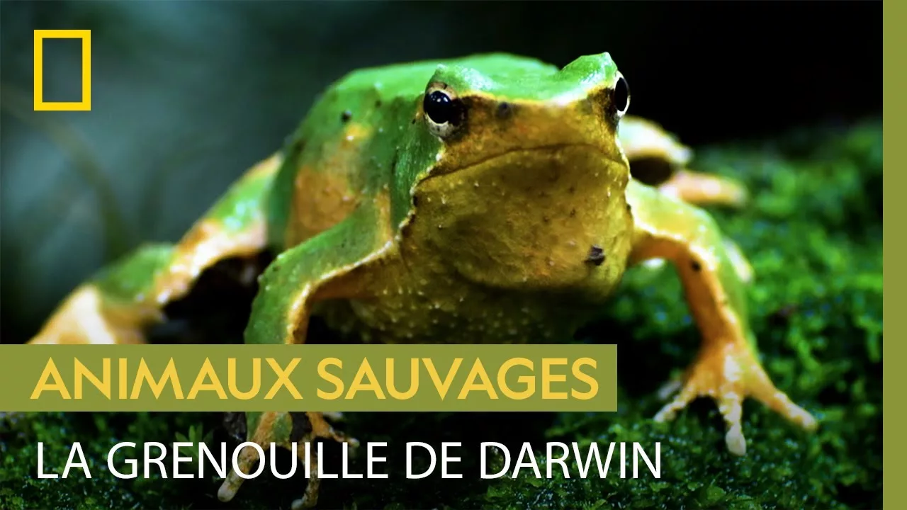 Documentaire La grenouille de Darwin, experte en camouflage