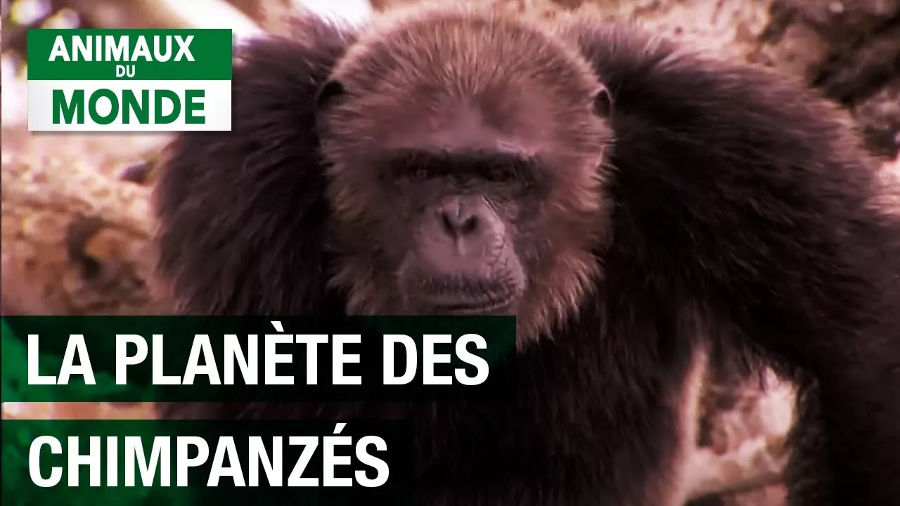 Documentaire La planète des chimpanzés