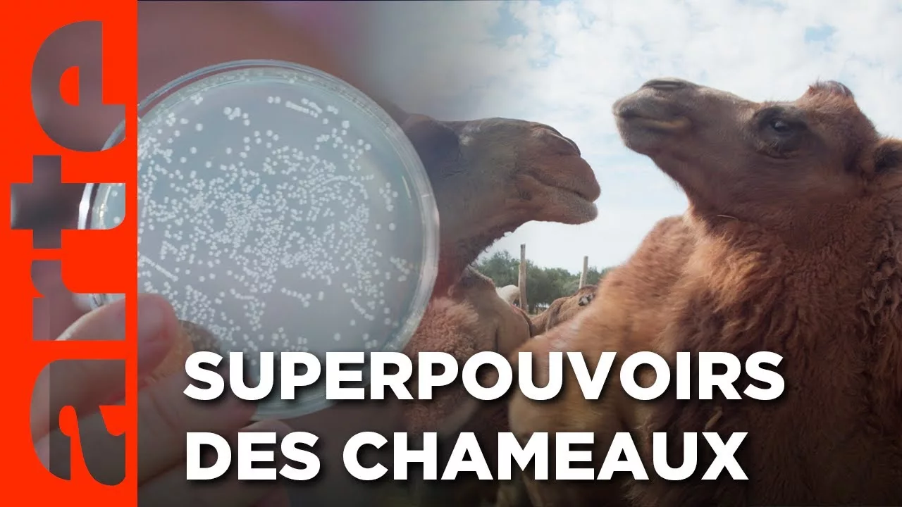 Documentaire La révolution des nanocorps – Un remède de chameau