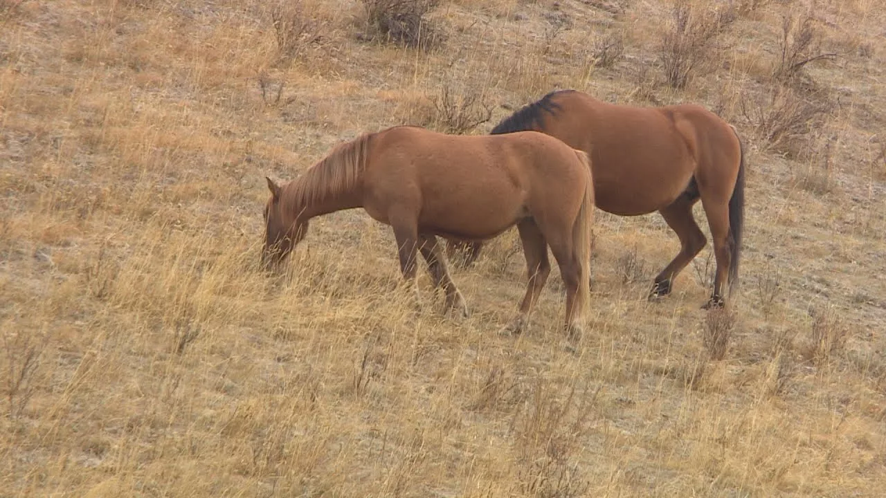 Documentaire Les chevaux sauvages de l’Alberta