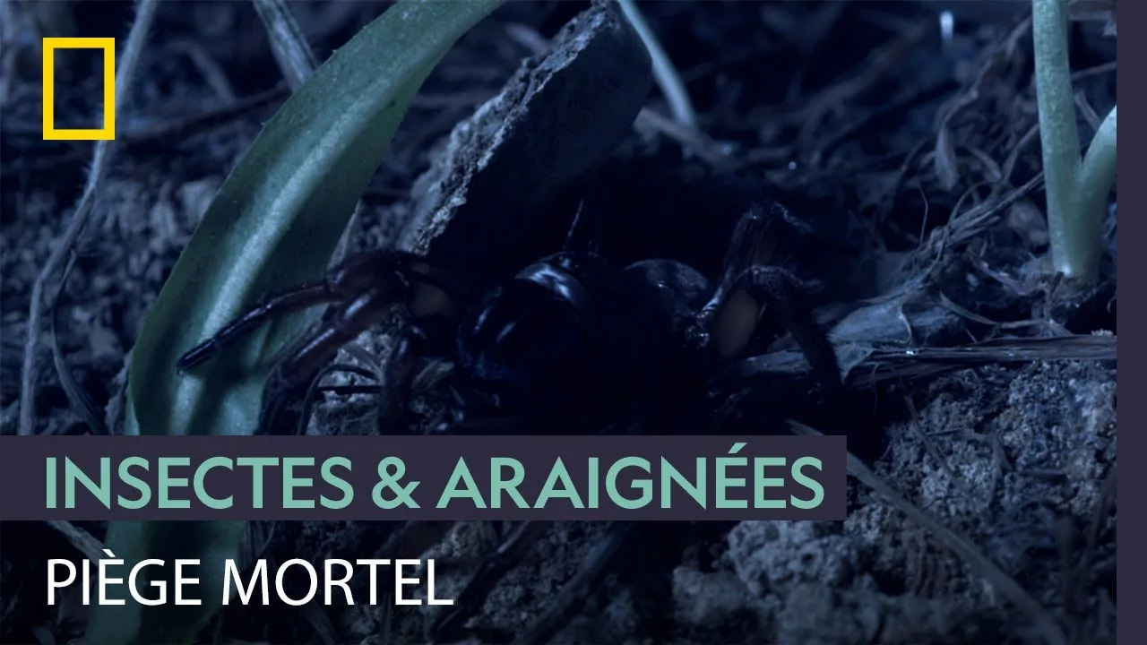Documentaire La trappe piégée de la mygale fouisseuse noire