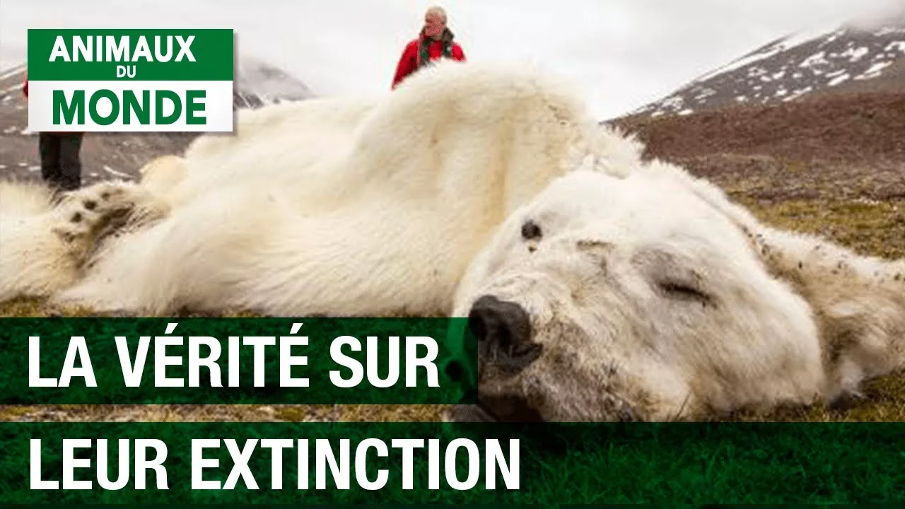 Documentaire La vérité sur l’extinction de l’ours polaire