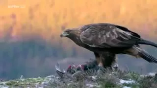 Documentaire L’aigle royal