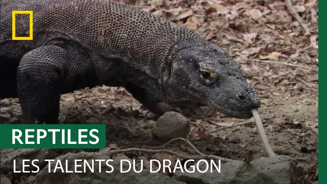 Documentaire L’arme fatale du dragon de Komodo