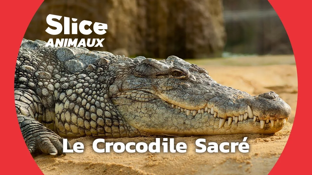 Le crocodile, animal sacré d'Afrique