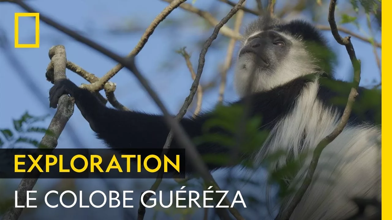 Documentaire Le colobe guéréza, un primate unique qui ne possède pas de pouce