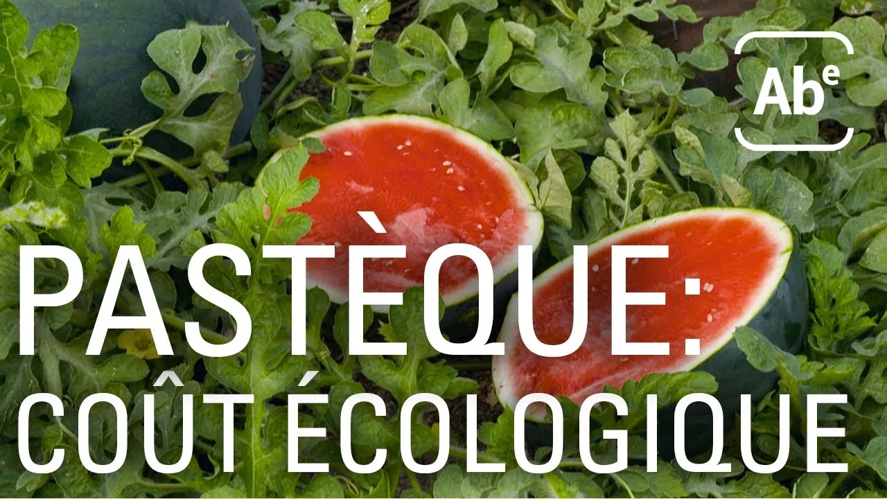 Documentaire Le coût écologique de la pastèque espagnole