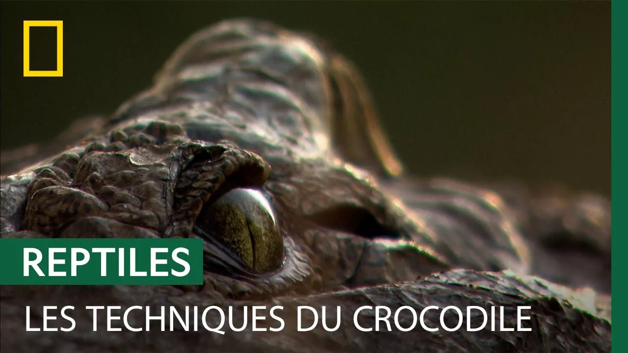 Documentaire Le crocodile, tueur silencieux embusqué dans le Nil