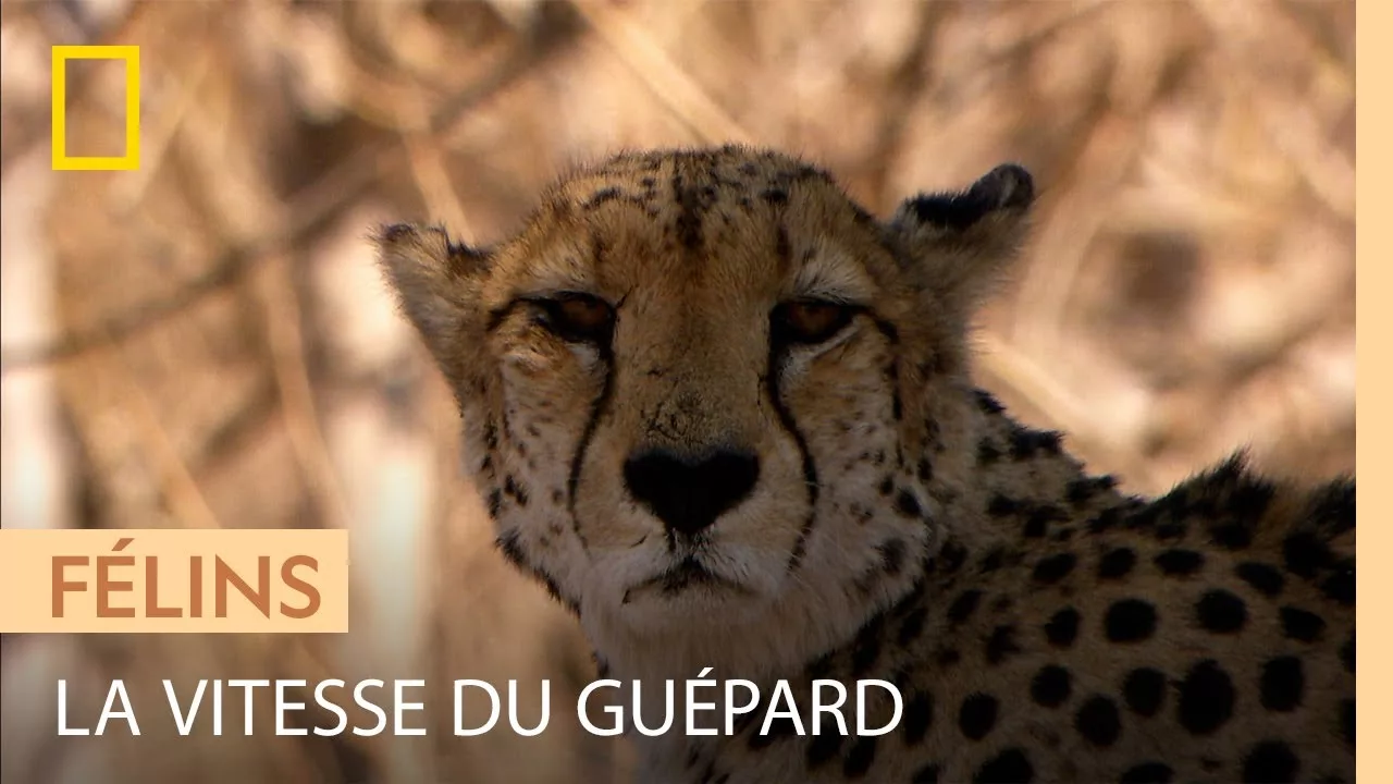 Documentaire Le guépard : un corps fait pour aller vite