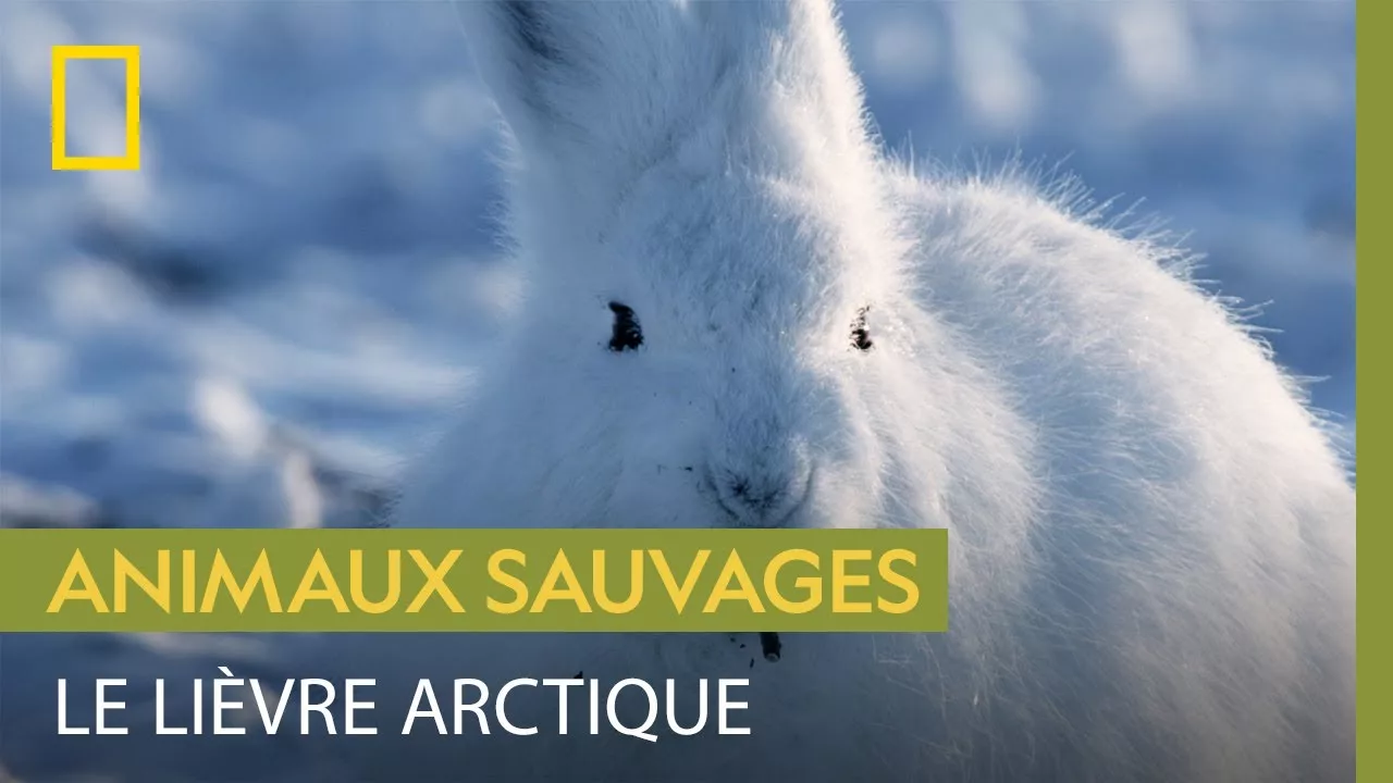 Documentaire Le lièvre arctique prospère sous le soleil de minuit