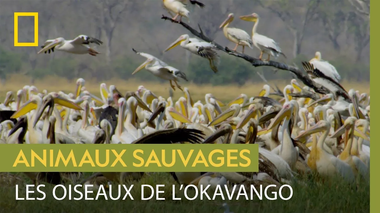 Le magnifique spectacle des oiseaux du Delta de l'Okavango