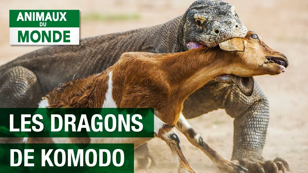 Documentaire Les monstres de Komodo : une histoire d’amour