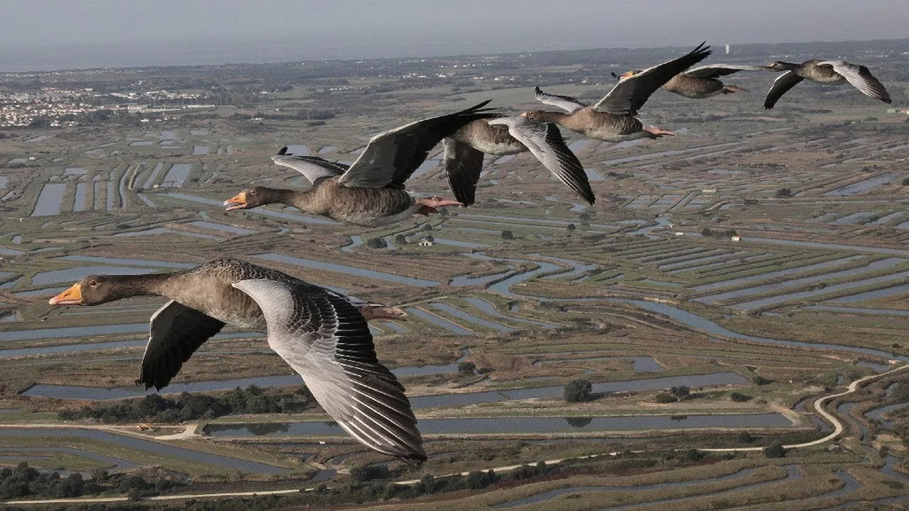 Documentaire Les routes secrètes des oiseaux migrateurs