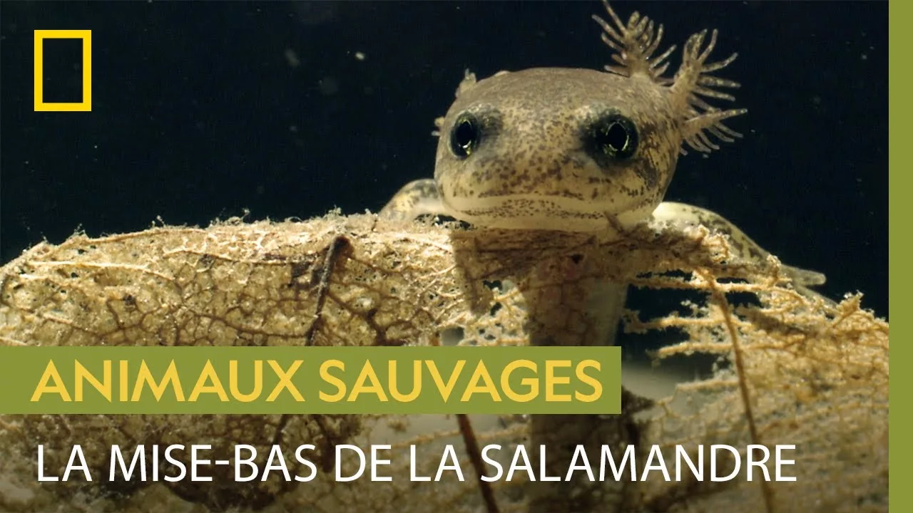 Documentaire L’expédition de la salamandre tachetée pour mettre bas